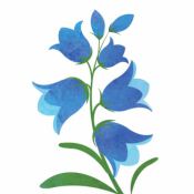 blomst / en blåklokke